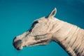 White arab horse profile Royalty Free Stock Photo