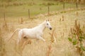 White arab horse running free in meadow Royalty Free Stock Photo