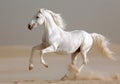 White Arab horse runs gallop in the sand Royalty Free Stock Photo