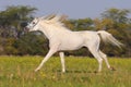 White arabian horse Royalty Free Stock Photo