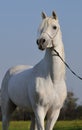 White arabian horse Royalty Free Stock Photo