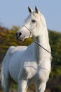 White arabian horse Royalty Free Stock Photo
