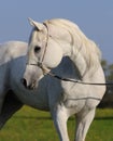 White arabian horse Royalty Free Stock Photo