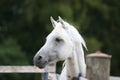 White Arabian horse Royalty Free Stock Photo