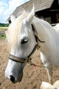 White Arabian Horse Royalty Free Stock Photo