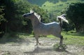 White Arabian horse Royalty Free Stock Photo