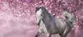 White arabian horse against pink blossom tree Royalty Free Stock Photo