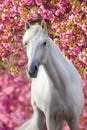 White arabian horse against pink blossom tree Royalty Free Stock Photo