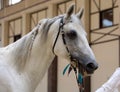 Arabian Horse. Portrait of gray stallion in a stable Royalty Free Stock Photo