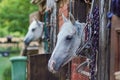 White Arabian horse with brown spots, detail - only head visible out from wooden stables box, another blurred animal background Royalty Free Stock Photo