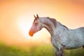 Arabian stallion portrait Royalty Free Stock Photo