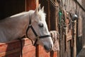 White Arabian horse, detail - only head visible out from wooden stables box Royalty Free Stock Photo