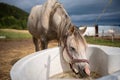 White Arabian horse drinking water from old plastic bathtub at farm, closeup wide detail