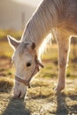 White Arabian horse eating hay from ground, closeup detail on head, backlight sun background Royalty Free Stock Photo