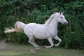 White arabian horse gallopping