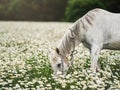 White Arabian horse grazing on forest meadow with many wild daisy flowers Royalty Free Stock Photo