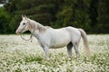 White Arabian horse grazing on forest meadow with many wild daisy flowers Royalty Free Stock Photo