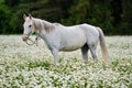 White Arabian horse grazing on forest meadow with many wild daisy flowers Royalty Free Stock Photo