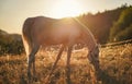 White Arabian horse grazing on green field, view from side, afternoon sun backlight Royalty Free Stock Photo