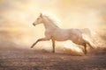 White arabian horse with long mane in desert Royalty Free Stock Photo