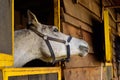 White Arabian horse looking away from camera Royalty Free Stock Photo