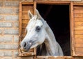 White Arabian horse looking out of stall window at stable Royalty Free Stock Photo