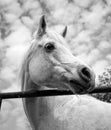 White Arabian horse looking right in black and white