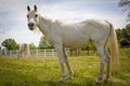 White Arabian horse looking up from grazing Royalty Free Stock Photo