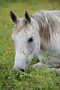 White arabian horse on the meadow Royalty Free Stock Photo