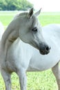 White Arabian horse Royalty Free Stock Photo
