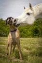 White Arabian horse nuzzling great Dane Royalty Free Stock Photo