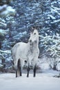 White arabian horse portrait in snow Royalty Free Stock Photo