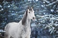 White arabian horse portrait in snow Royalty Free Stock Photo