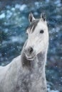 White arabian horse portrait in snow Royalty Free Stock Photo