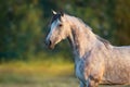 White arabian horse Royalty Free Stock Photo