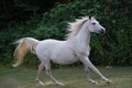 White arabian horse