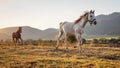 White Arabian horse running on grass field another brown one behind, afternoon sun shines in background Royalty Free Stock Photo