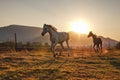 White Arabian horse running on grass field another brown one behind, afternoon sun shines in background Royalty Free Stock Photo