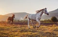 White Arabian horse running on grass field another brown one behind, afternoon sun shines in background Royalty Free Stock Photo