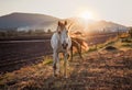White Arabian horse running on grass field another brown one behind, afternoon sun shines in background Royalty Free Stock Photo