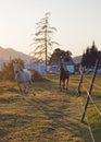 White Arabian horse running on grass field another brown one behind, blurred sunset lit farm buildings background Royalty Free Stock Photo