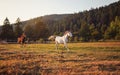 White Arabian horse running on grass field another brown one behind, forest in background Royalty Free Stock Photo