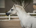 White Arabian horse side face Royalty Free Stock Photo