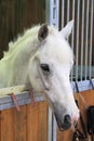 White arabian horse in stable Royalty Free Stock Photo