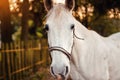 White arabian horse standing on farm ground, blurred fence and trees background, closeup detail to animal head Royalty Free Stock Photo