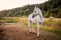 White arabian horse standing on farm ground, blurred meadow and forest background Royalty Free Stock Photo