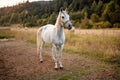 White arabian horse standing on farm ground, blurred meadow and forest background Royalty Free Stock Photo