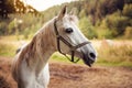 White arabian horse standing on farm ground, blurred meadow and forest background, closeup detail to animal head Royalty Free Stock Photo