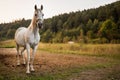 White arabian horse standing on farm ground, blurred meadow and forest background, closeup detail