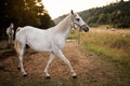 White arabian horse standing on farm ground, blurred meadow and forest background Royalty Free Stock Photo